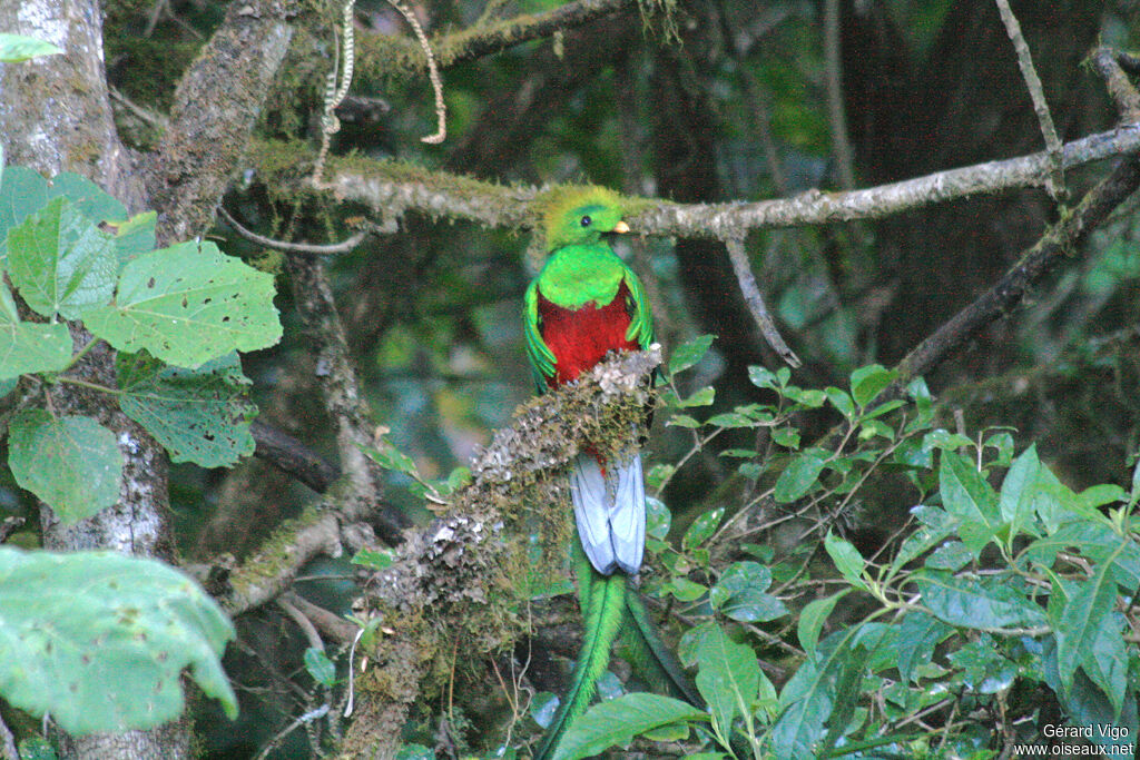 Quetzal resplendissant mâle adulte