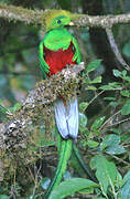 Quetzal resplendissant