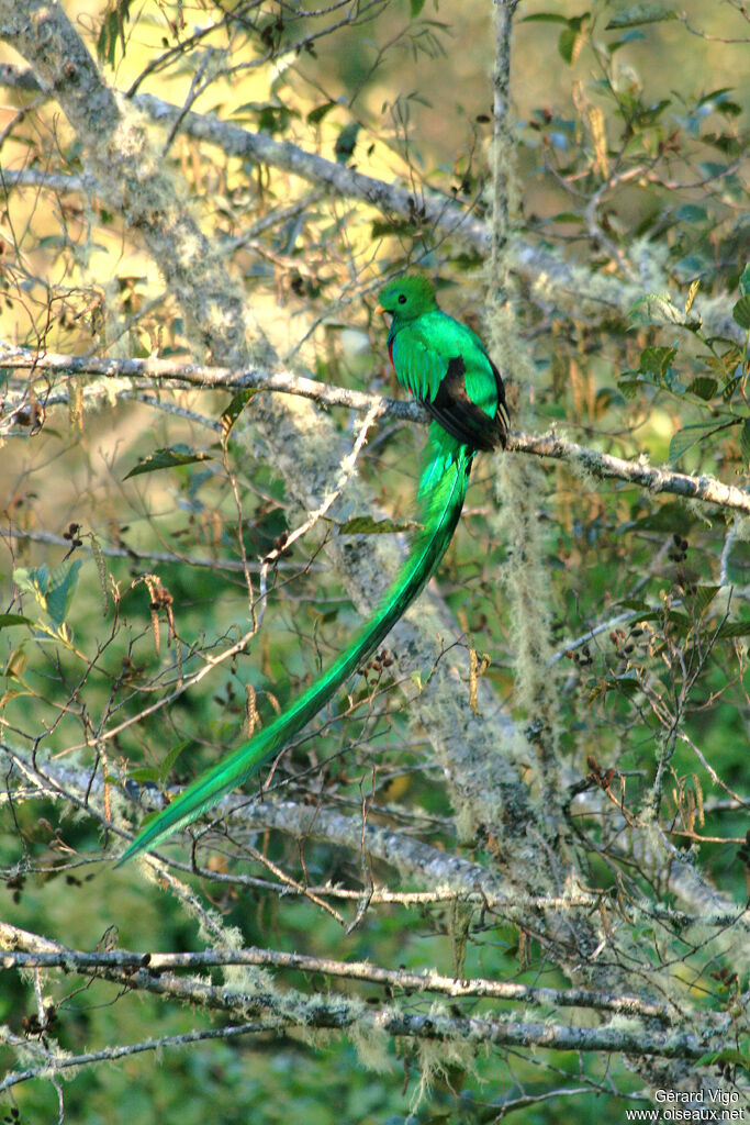 Quetzal resplendissant mâle adulte