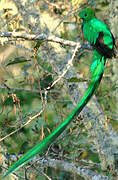 Quetzal resplendissant