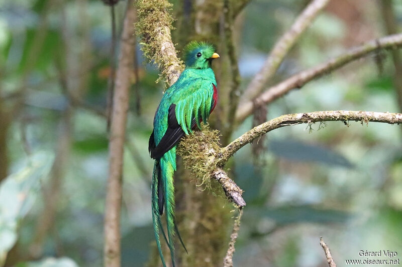 Quetzal resplendissant mâle adulte