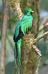 Quetzal resplendissant