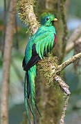 Resplendent Quetzal