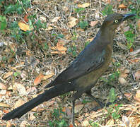 Great-tailed Grackle