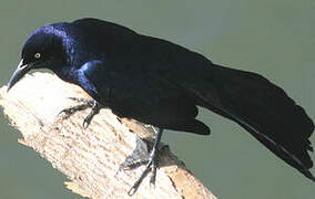 Great-tailed Grackle