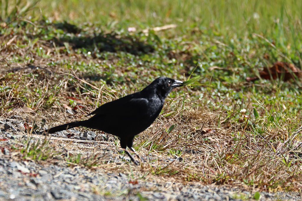 Melodious Blackbirdadult