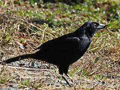 Melodious Blackbird