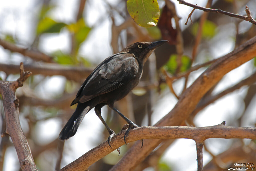 Carib Grackle female adult