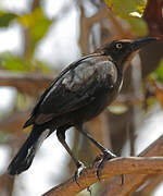 Carib Grackle