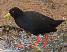 Black Crake