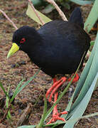 Black Crake