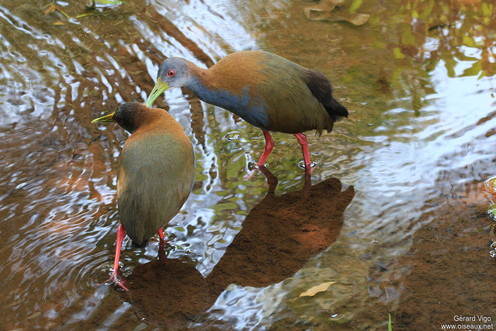 Grey-cowled Wood Railadult