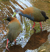 Grey-cowled Wood Rail