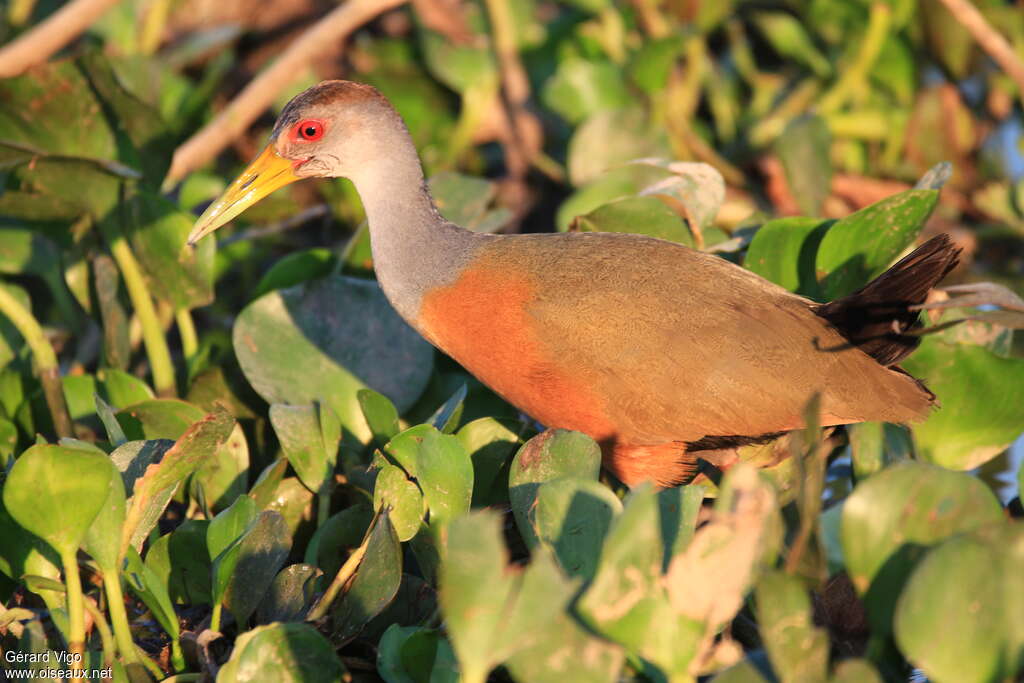 Grey-necked Wood Railadult, identification