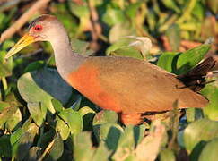 Grey-cowled Wood Rail