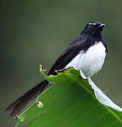 Willie Wagtail