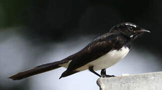 Willie Wagtail