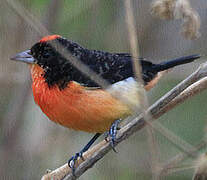 Crimson-breasted Finch