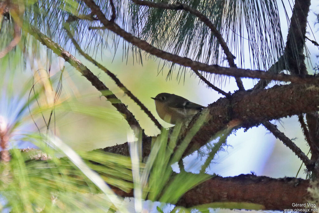 Roitelet à couronne rubis