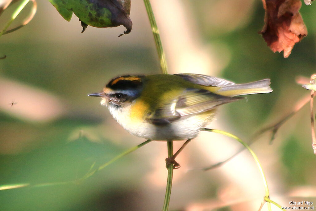 Common Firecrest male adult