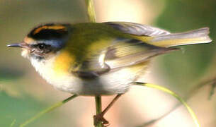 Common Firecrest