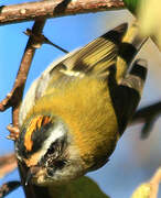 Common Firecrest