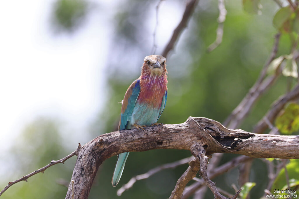 Lilac-breasted Roller