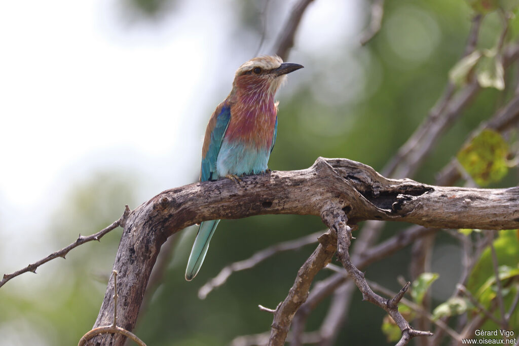 Rollier à longs brinsadulte