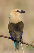 Blue-bellied Roller