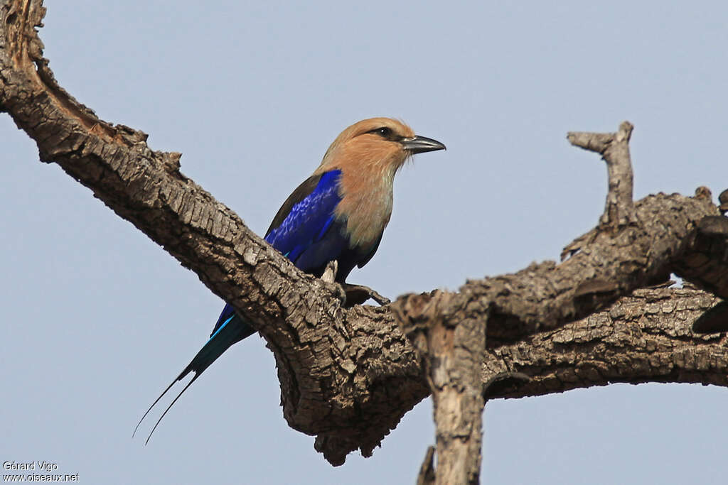 Rollier à ventre bleuadulte, identification