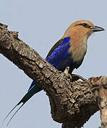 Blue-bellied Roller