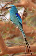 Abyssinian Roller