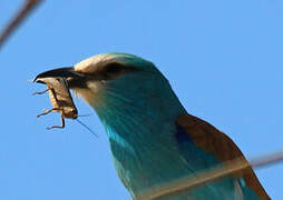 Abyssinian Roller