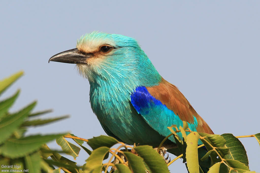 Rollier d'Abyssinieadulte, portrait