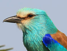 Abyssinian Roller