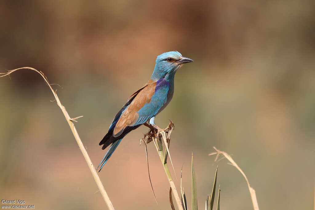 European Rolleradult breeding