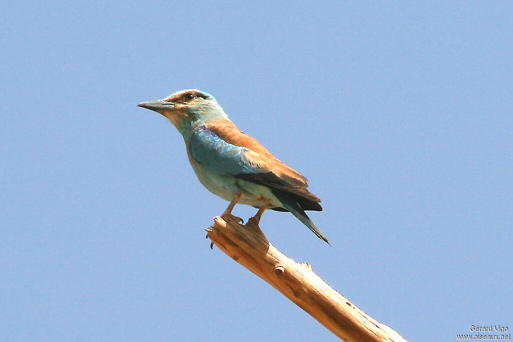 European Rolleradult