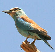 European Roller