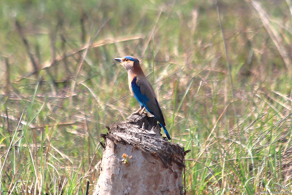 Indian Rolleradult