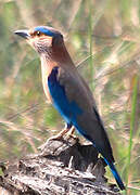 Indian Roller