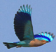 Indian Roller