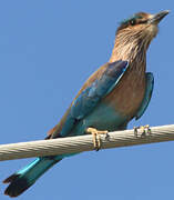 Indian Roller