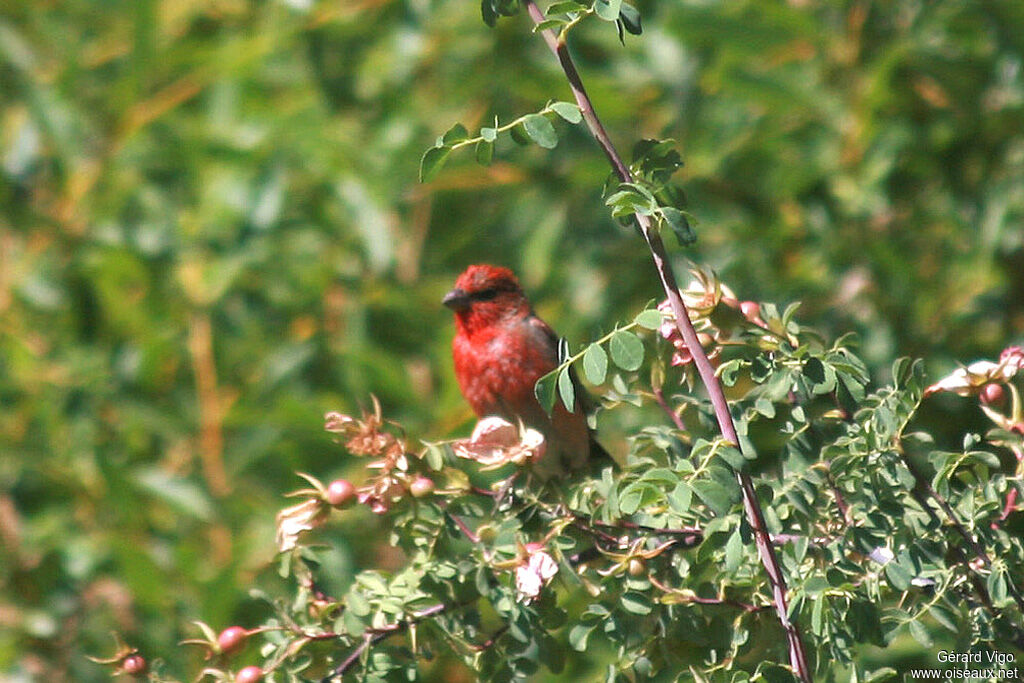 Common Rosefinch male adult