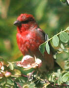 Common Rosefinch