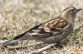 Plain Mountain Finch