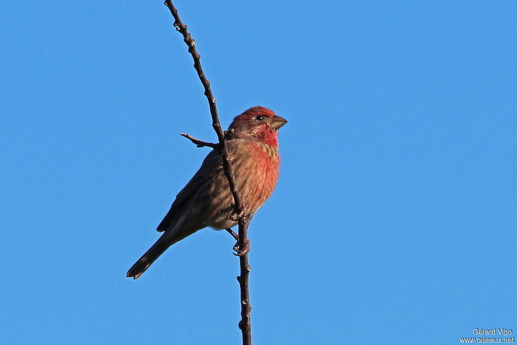 House Finch male adult