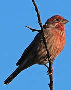 House Finch