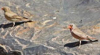 Trumpeter Finch