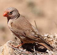 Trumpeter Finch