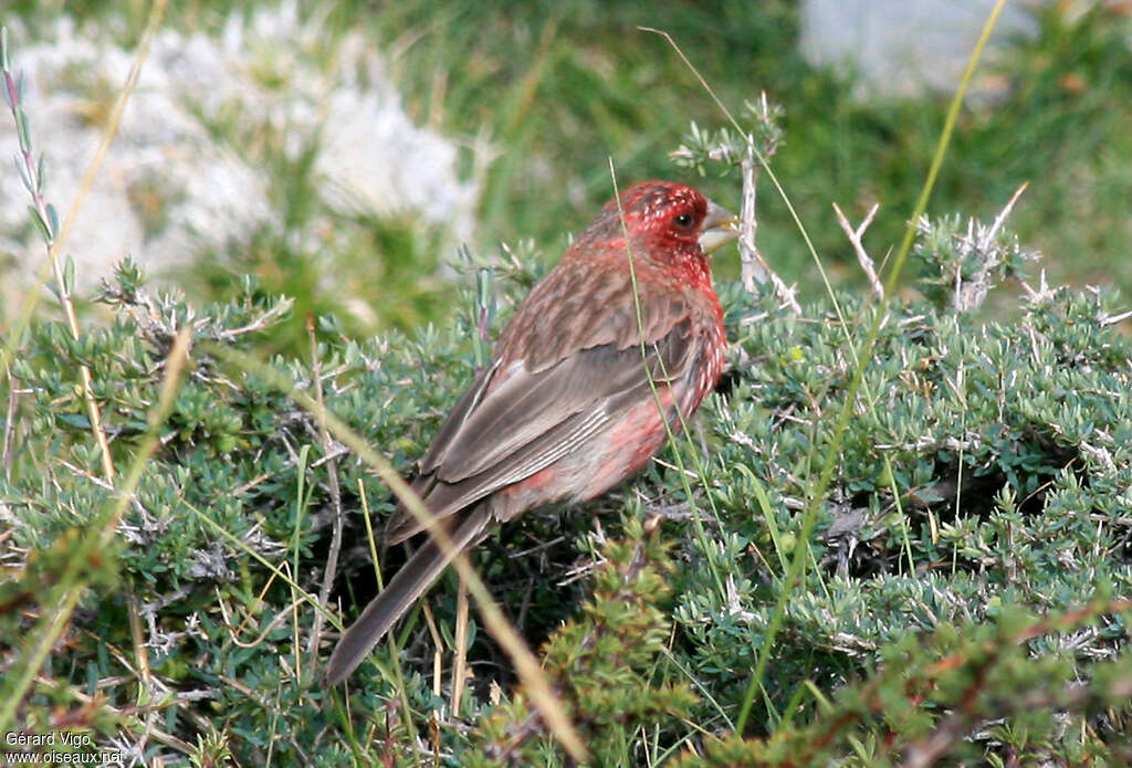 Streaked Rosefinch male adult, identification